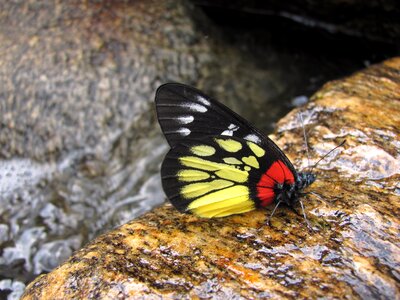 Jezebel lepidoptera