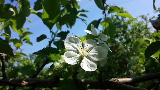 Nature flower bloom