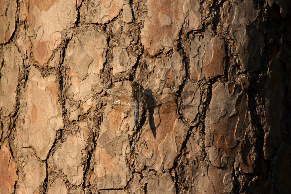 Close up flight insect tree