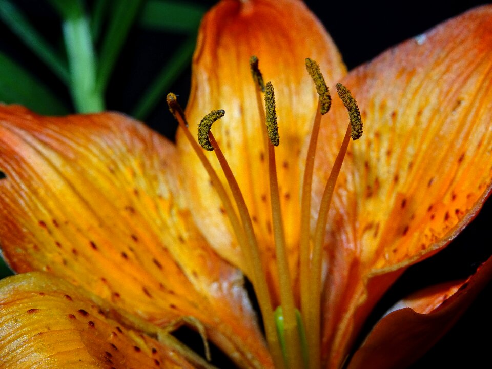Flower nature lily