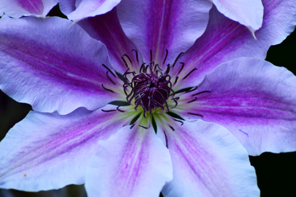 Violet the petals nature