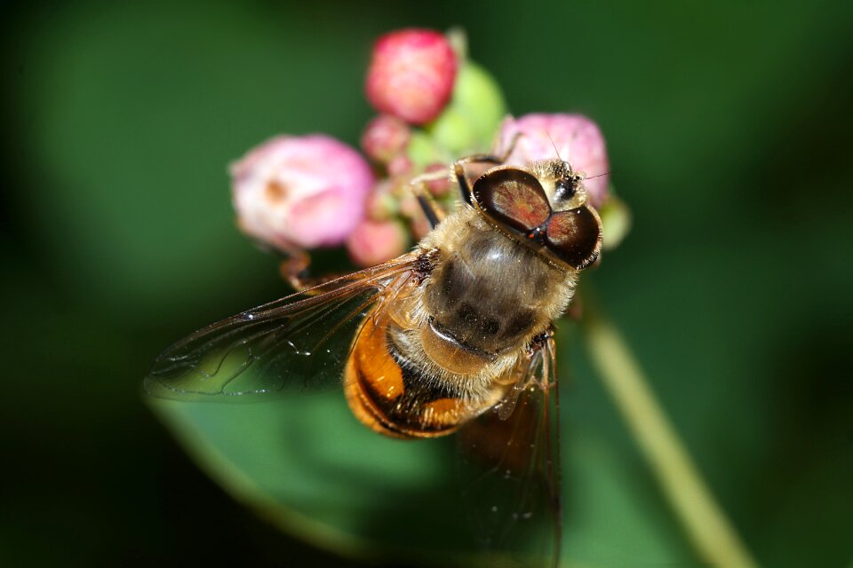 Macro nature winged insects