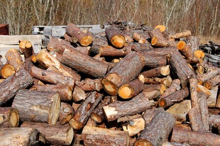 Timber nature logging photo