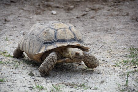 Turtle florida