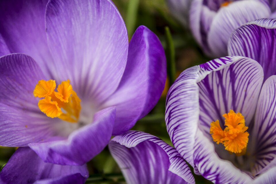 Blossom nature petal
