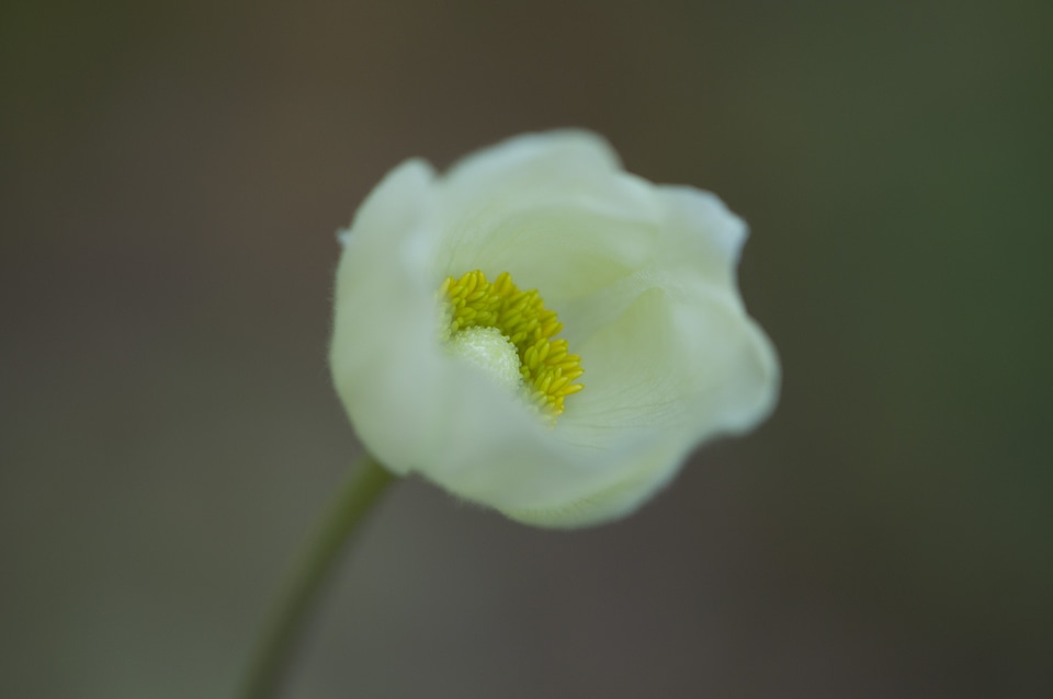 Floral blossom petal