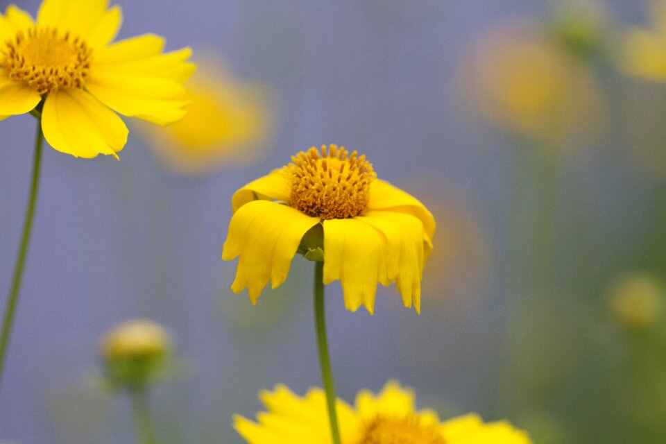 Yellow flowers wildflower flower