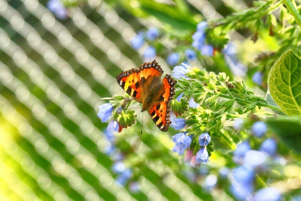 Nature flower