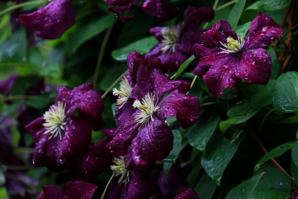 Flowering purple flower climbing
