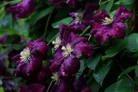 Flowering purple flower climbing
