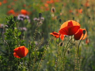 Mohngewaechs red poppy red photo