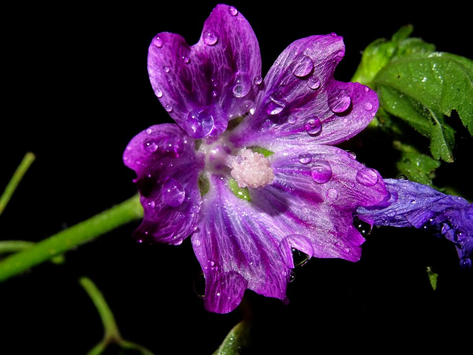 Drip wild flower nature