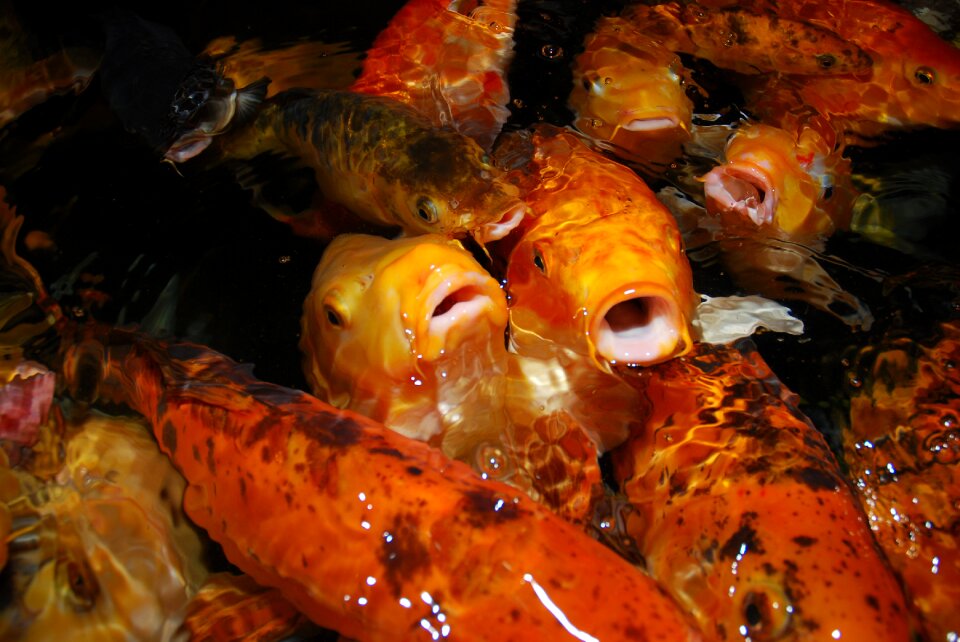 Animal animals aquarium