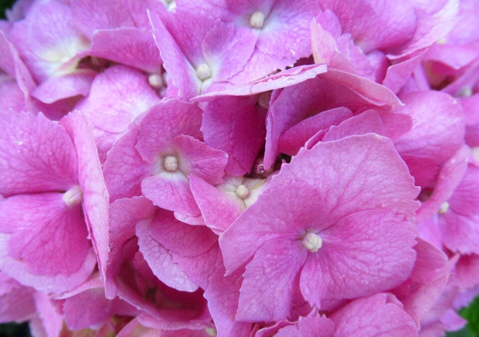 Hydrangea purple rain