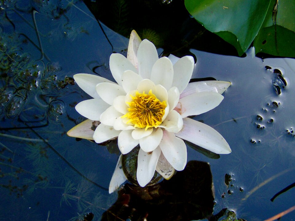 Fairy rose aquatic plant white flower