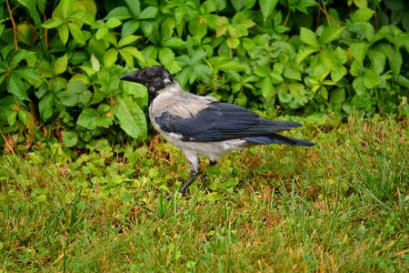 Bird animal nature