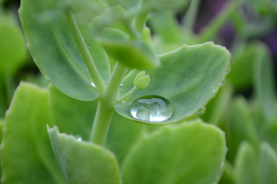 Leaf green floral
