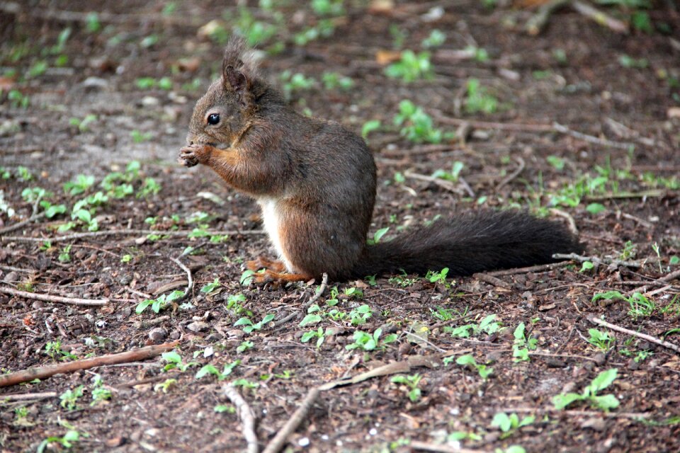 Animal cute brown