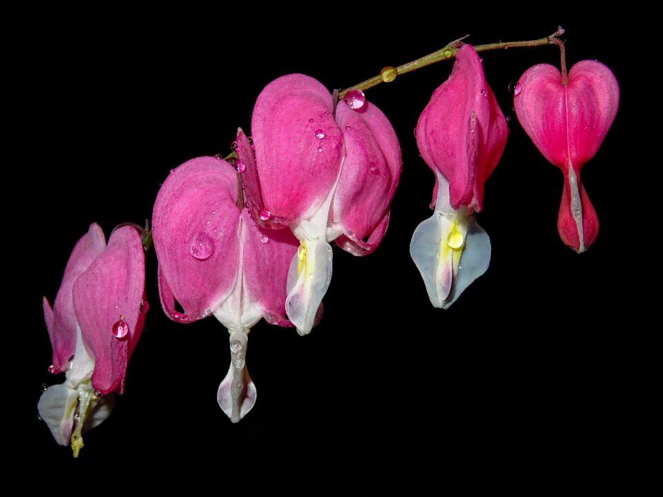 Dicentra flower plant photo