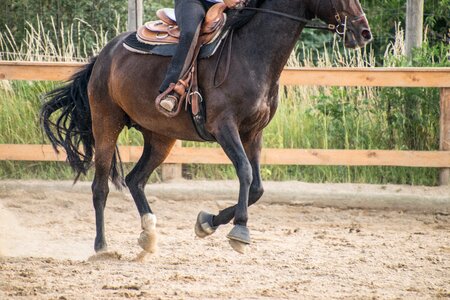 Training brown animal photo