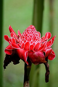 Plant natural blossom