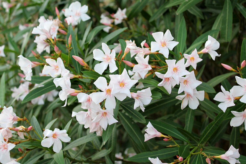 Flowers of turkey ornamental plants subtropical plants