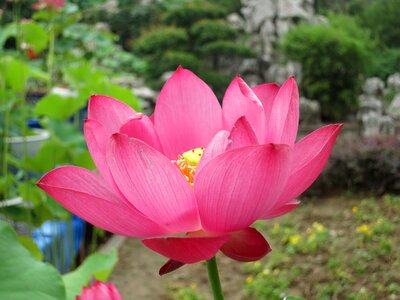 Flowering nature garden