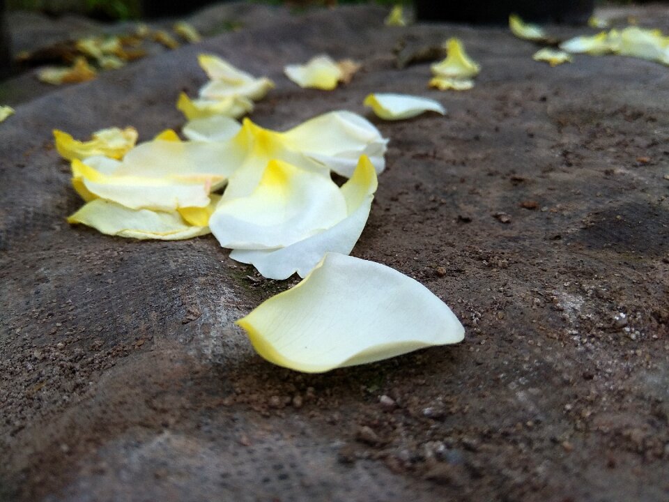 Rose land macro