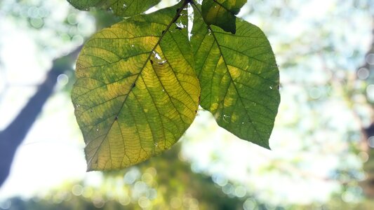Flora summer tree