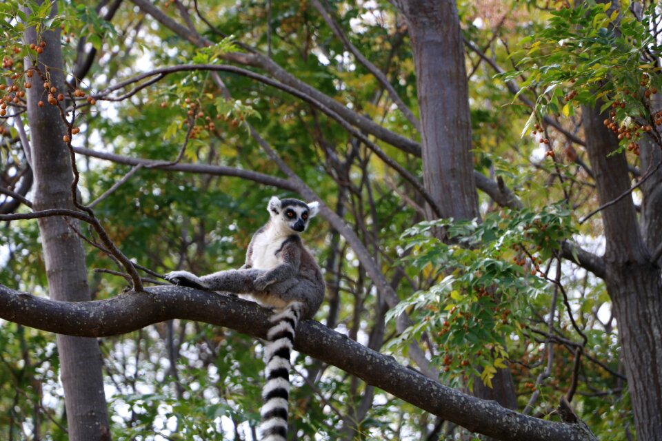 Animal nature forest