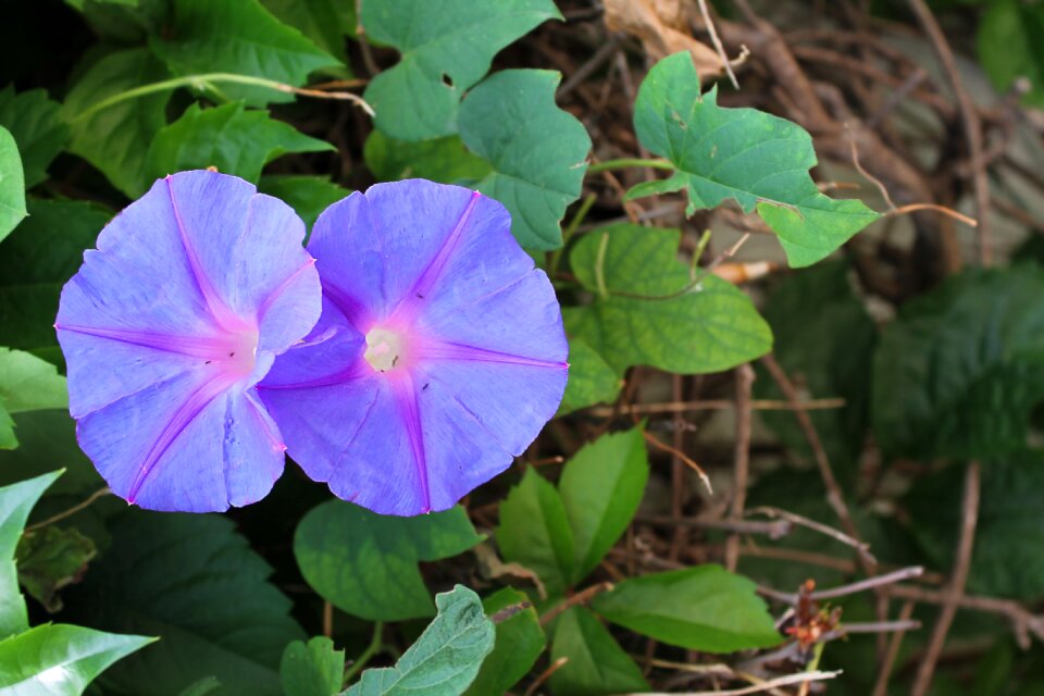 Bindweed blue vukovije convolvulus