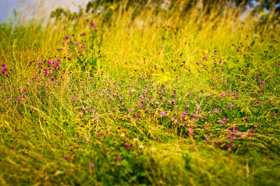Summer plant yellow