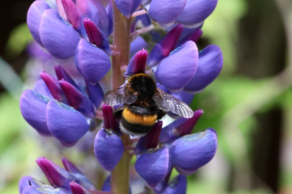Bumblebee blue summer