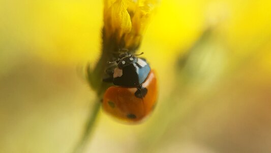 Blur insect lucky charm