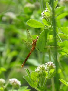 Pond greenery hide photo