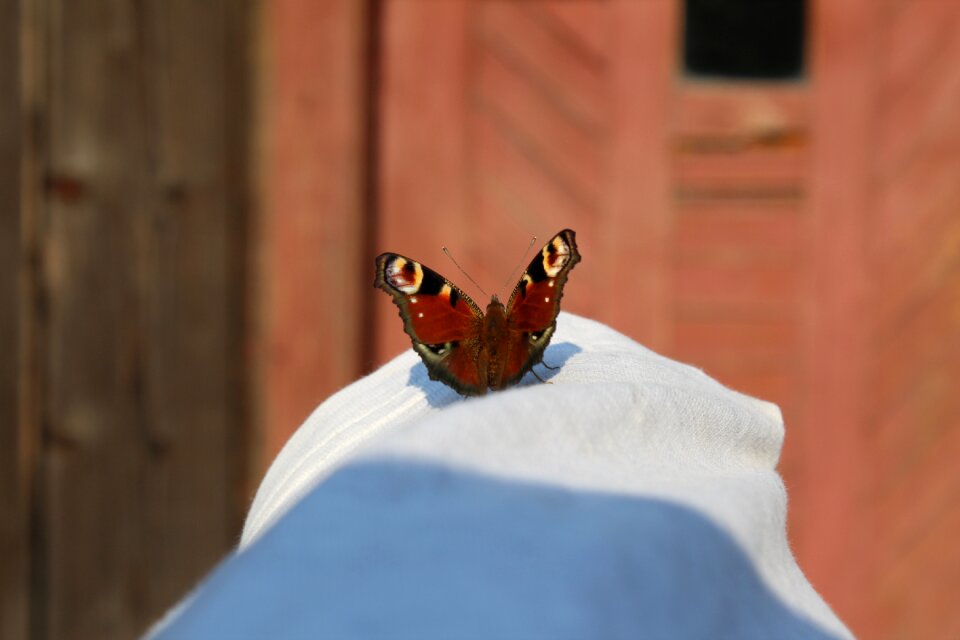 Nature wings swallowtail