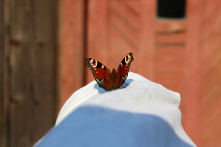 Nature wings swallowtail photo