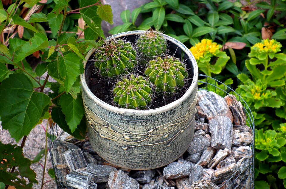 Spikes nature green