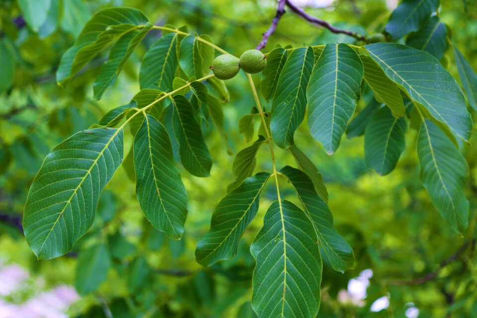 The leaves are plant nature