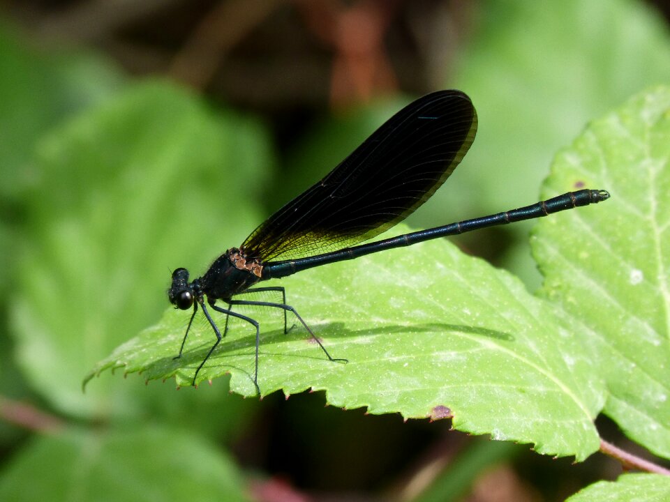 Black dragonfly damisel·the endolada leaf