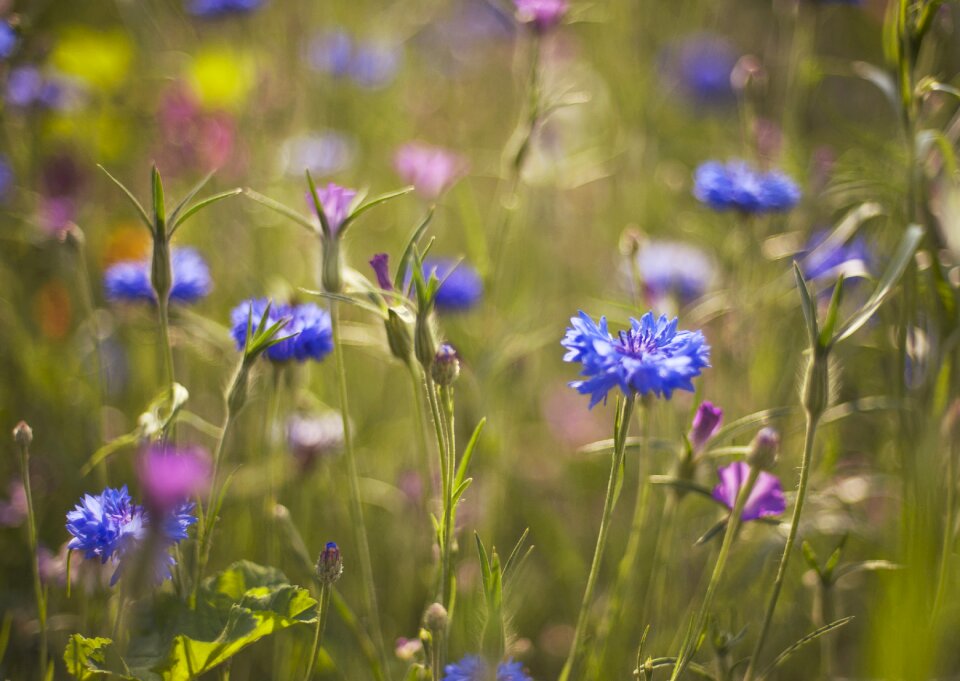 The background flowers nature