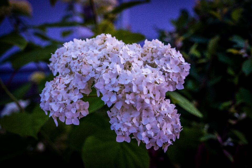 White nature flowers