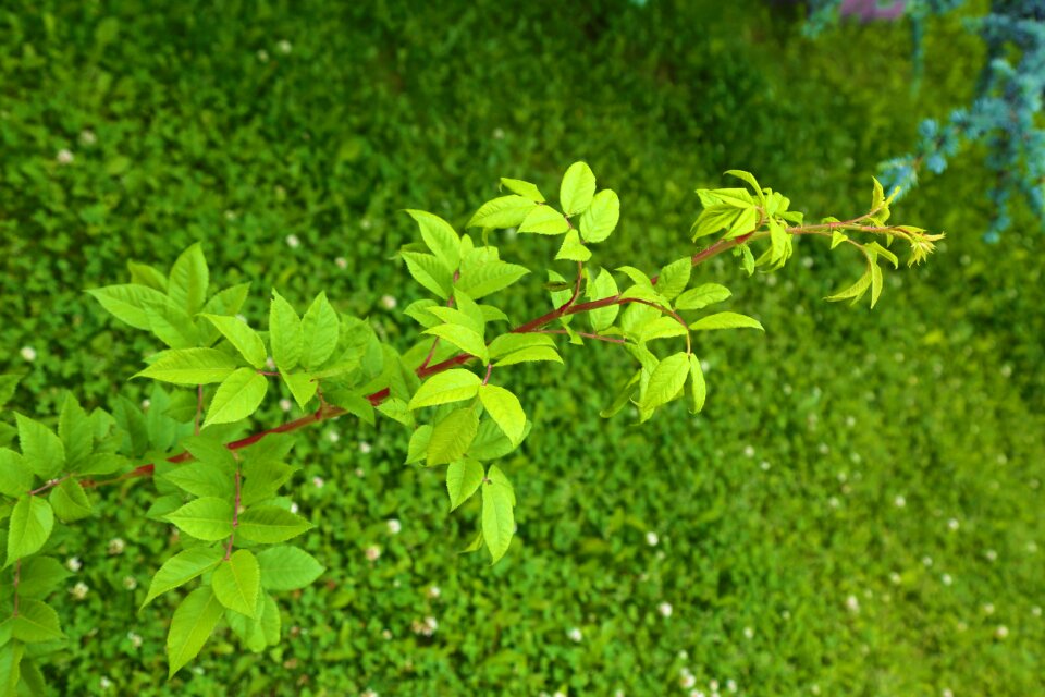 Plant green the leaves are