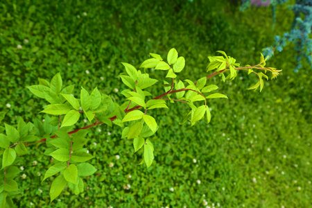 Plant green the leaves are