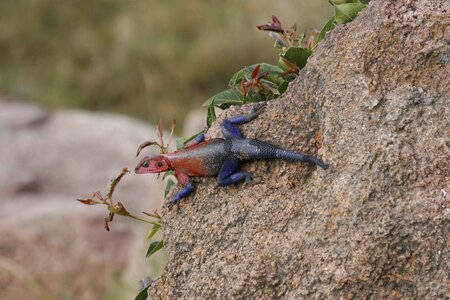 Safari tanzania rock
