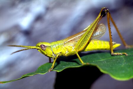 Macro nature cricket photo