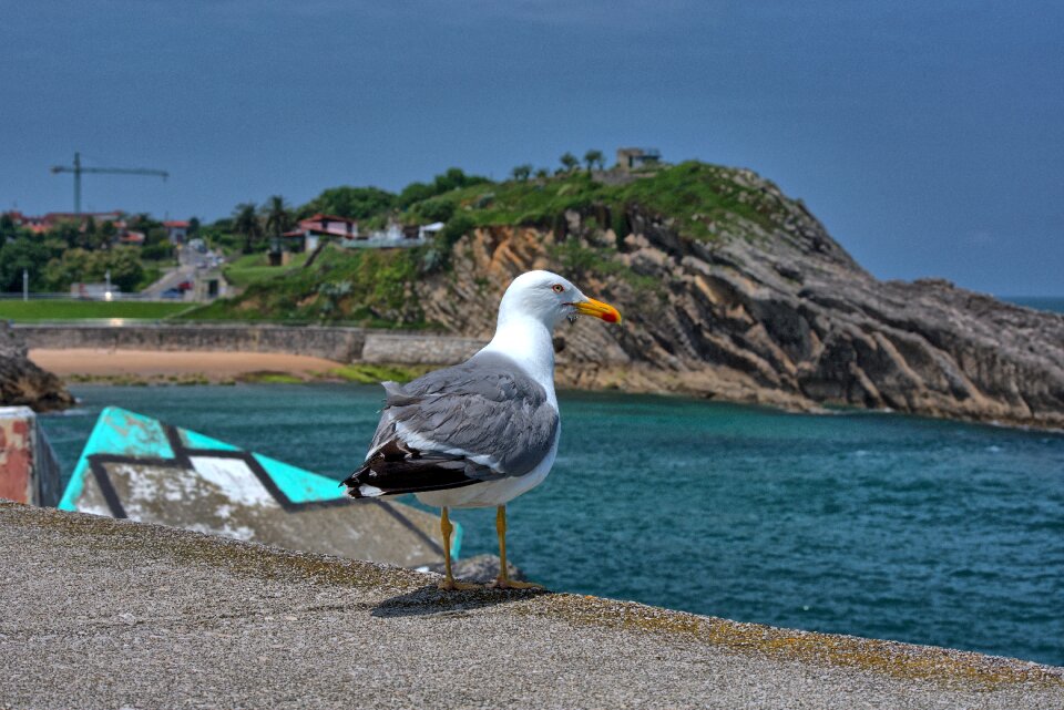 Seagull rocks costa