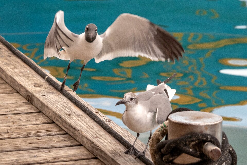 Nature birds sea gull
