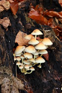 Autumn tree stump nature photo