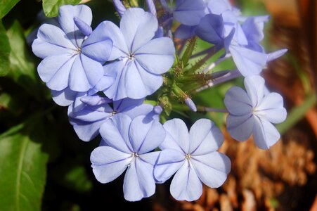 Blue flowers bloom flowers summer photo
